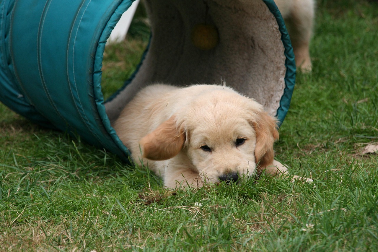 평생 살 것처럼 꿈을 꾸어라