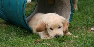 평생 살 것처럼 꿈을 꾸어라