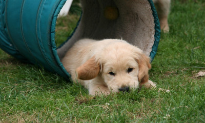 평생 살 것처럼 꿈을 꾸어라